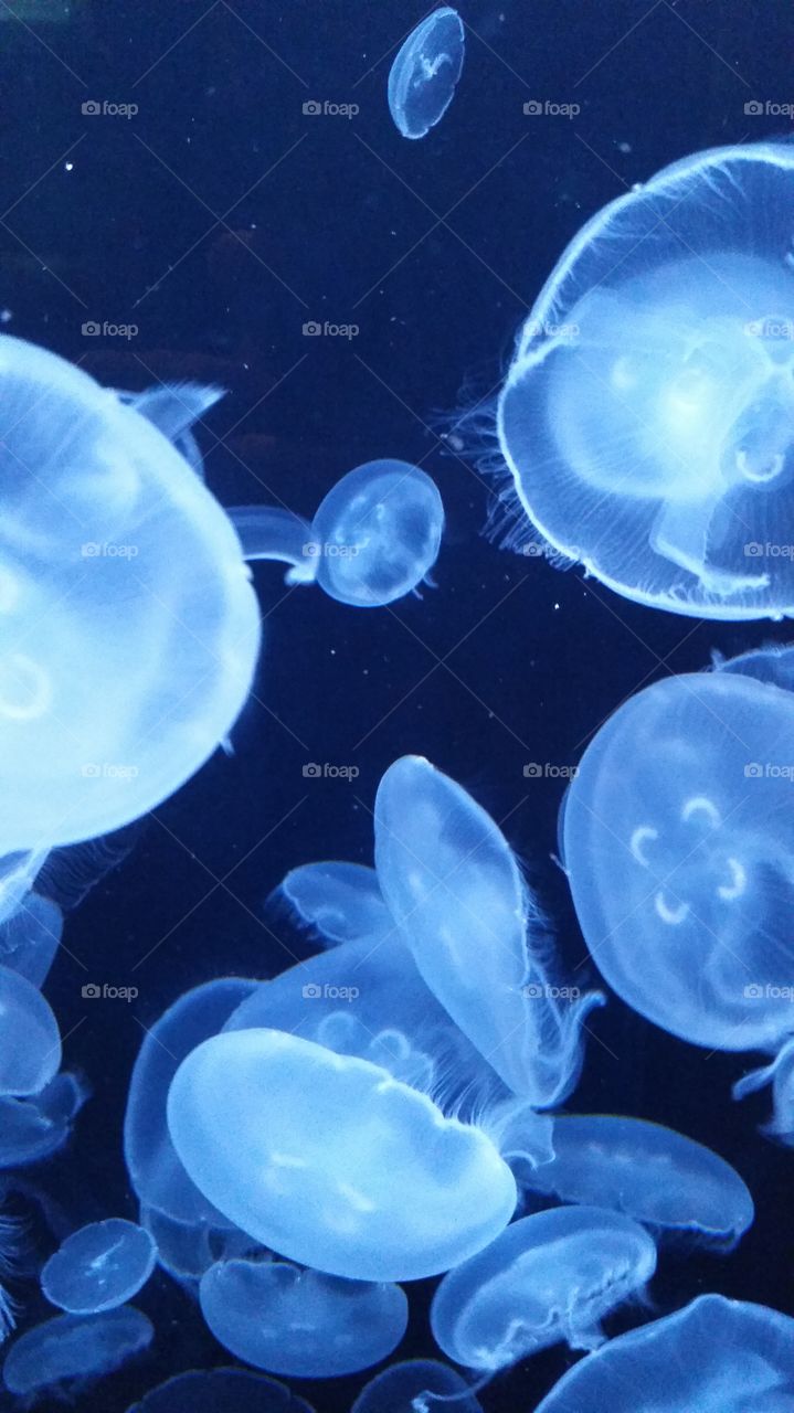 More jellyfish