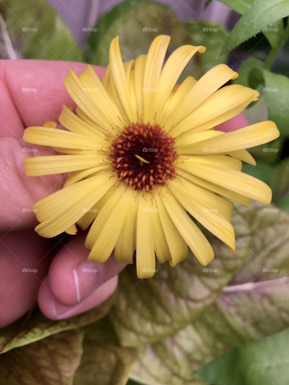 Calendula Flower Growing in Aquaponics