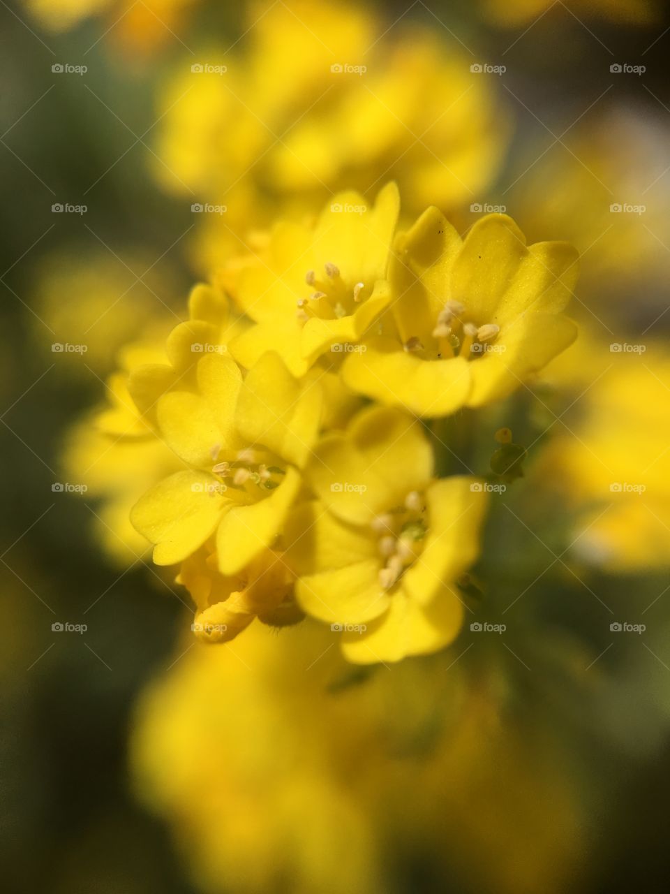 Yellow tiny flowers