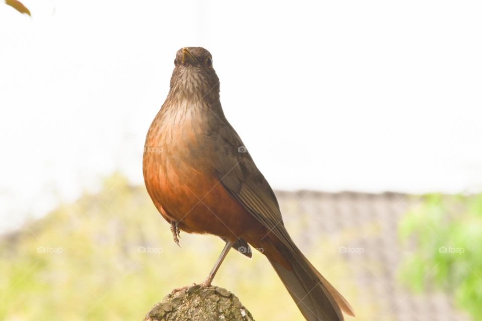 Bird/Pássaro.