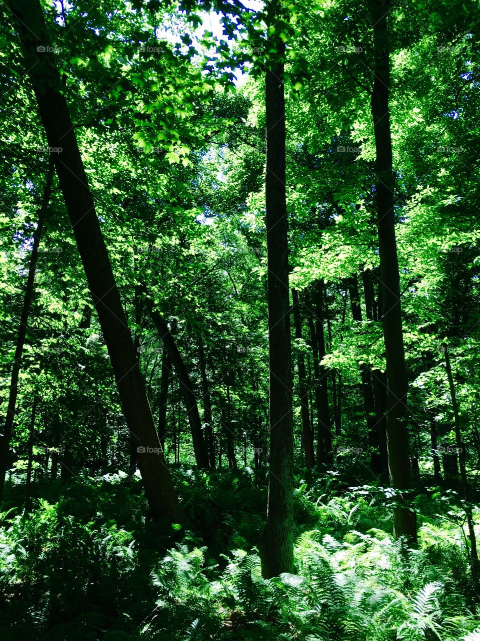 Backlit tree trunks