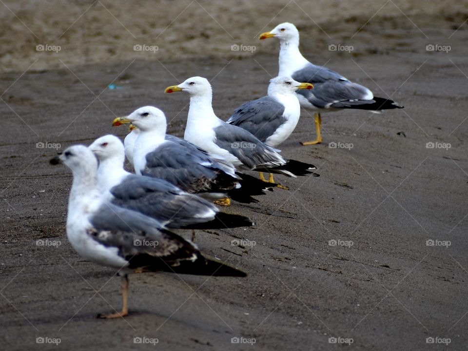 multiverse of seagulls sitting on sand near the sea