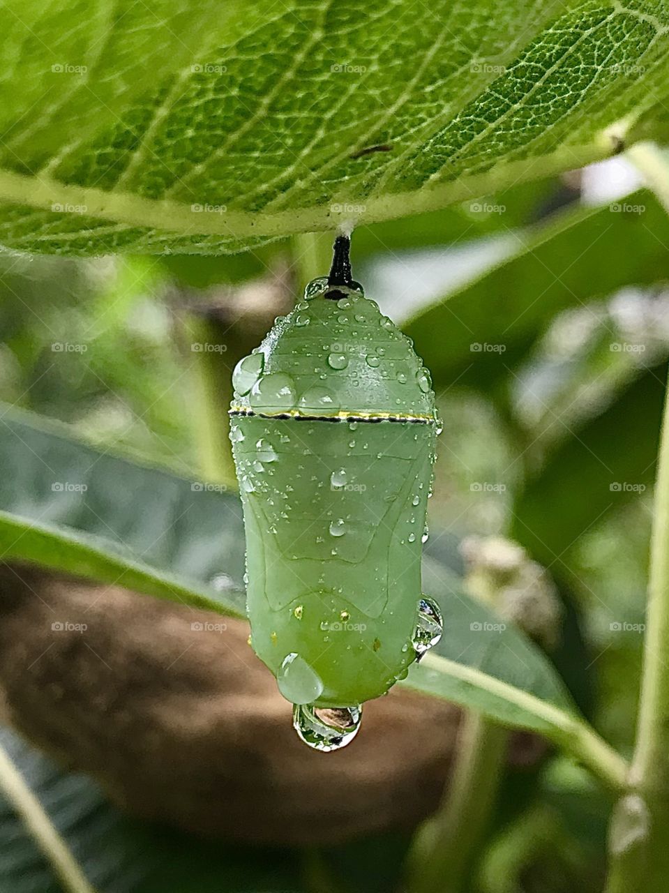 Raindrops on Monarch Butterfly chrysalis in my milkweed garden on Afton Mt., Virginia 