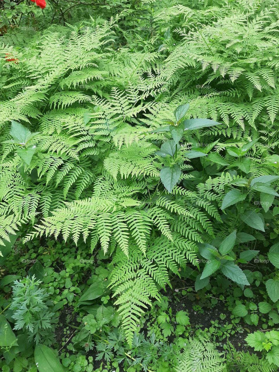 Beautiful fern