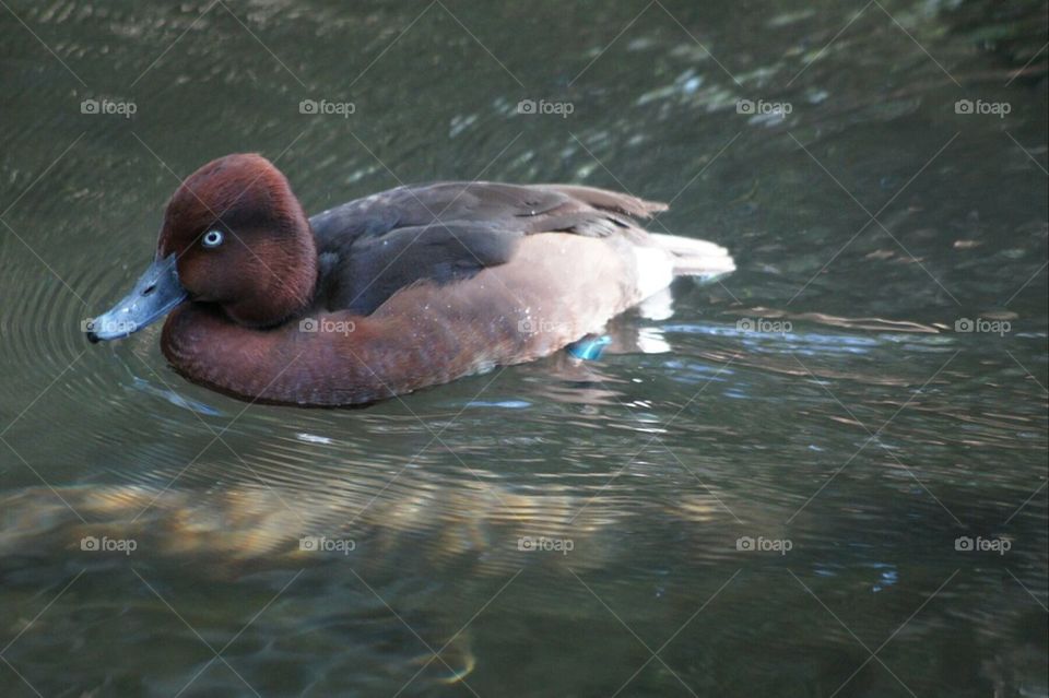 Beautiful duck like bird with a blue bill and blue eyes