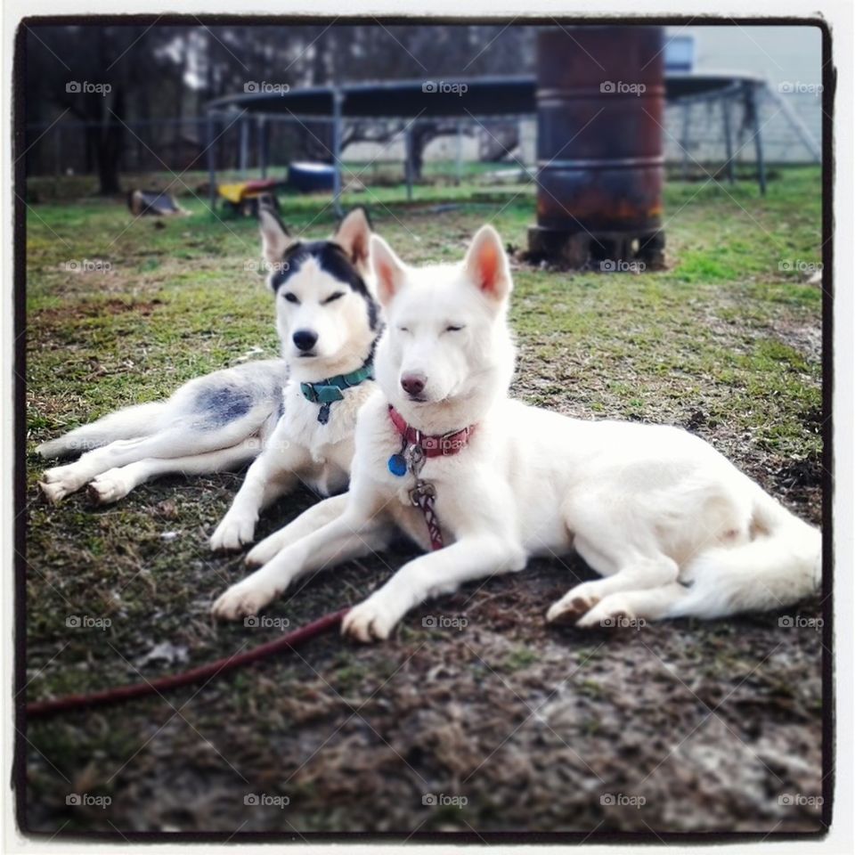 Huskies