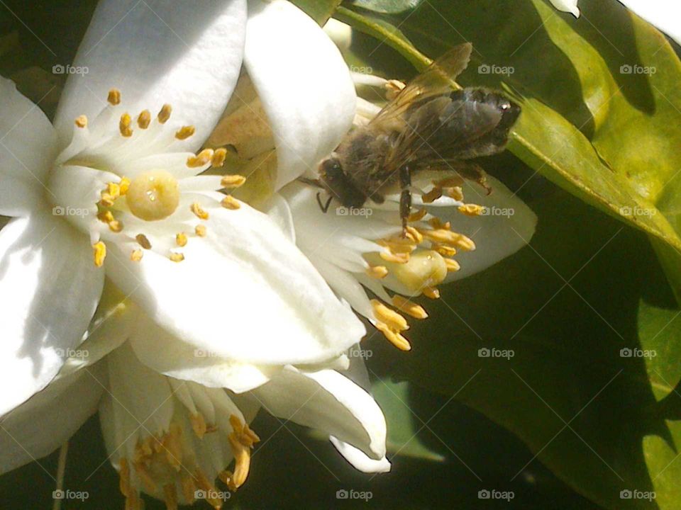 flor de Azahar. abeja.