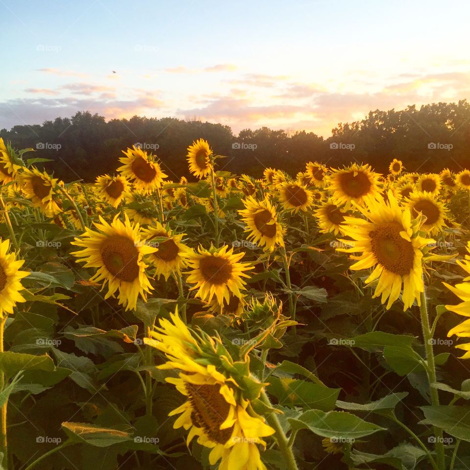 Sunflower Field at Dusk