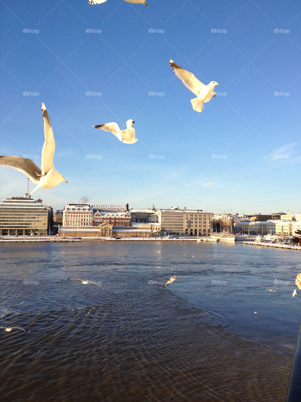 city nature bird view by penguincody