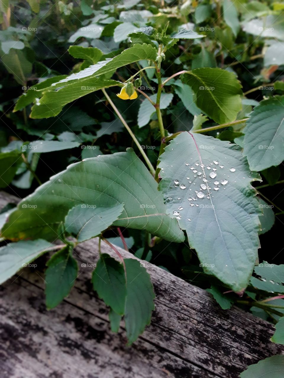 Yellow bell flower with raindrops on its leaf