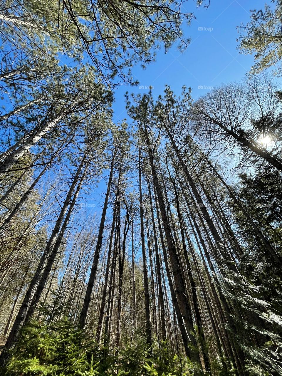 Look up into the trees