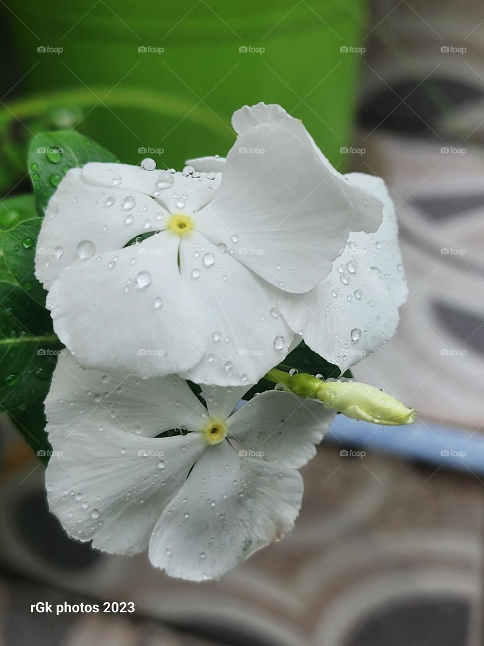 periwinkle delicates
