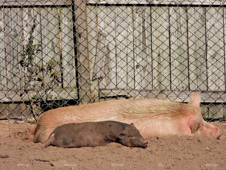 Unusual sus-pets - Mother and baby pig rest on the dusty, cool ground.  Cuddly, affectionate, unique and exotic companions