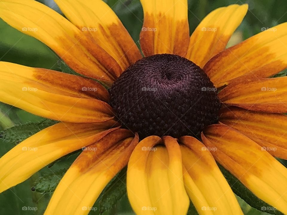 Black-eyed Susan
