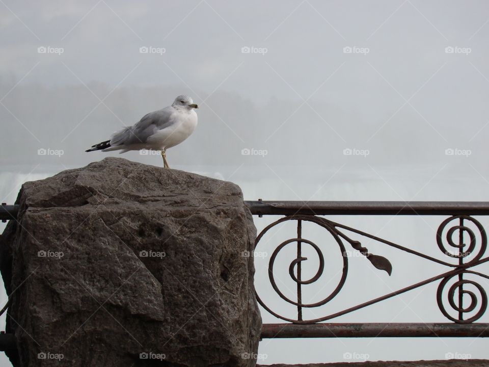 Bird at the Falls