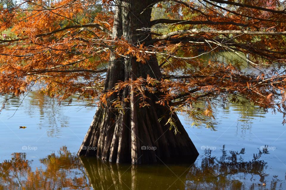 An interesting tree covered in fall colors grows in the lake