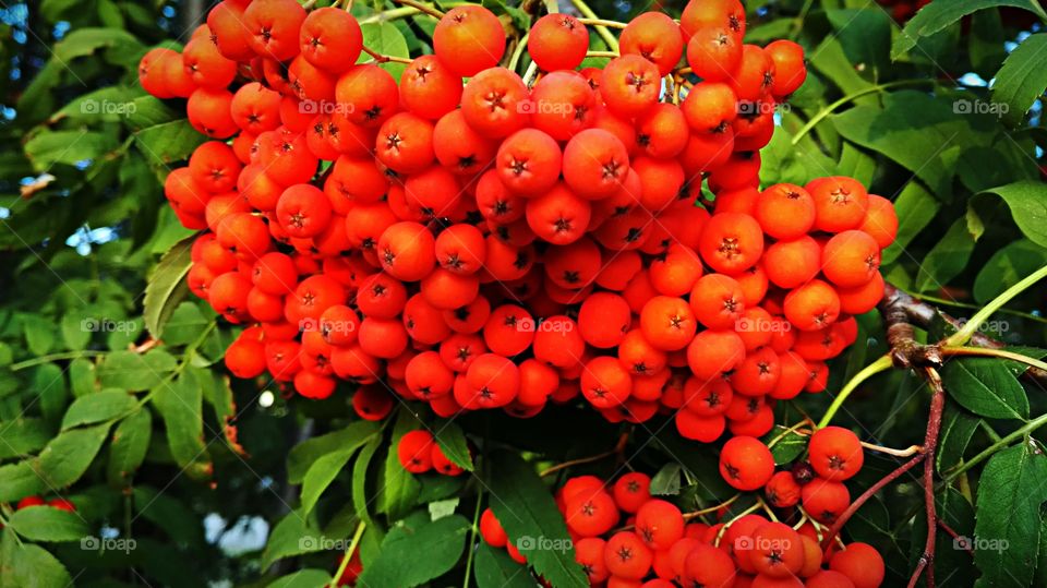 Rowan berries.