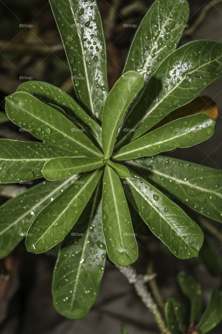 Plant Leaf with water drops. Wet leaves after rain. The dew on the leaves. Beautiful natural background.