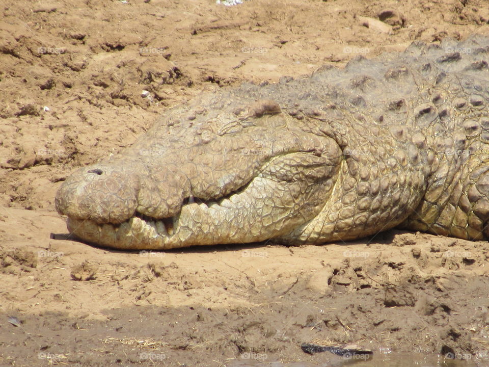 Crocodile closeup