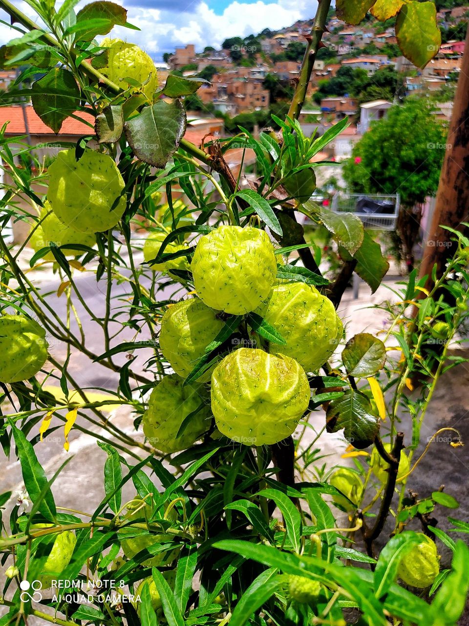 um conjunto de plantas plantadas todas juntas na calçada mas essa destaca com a Liz do sol