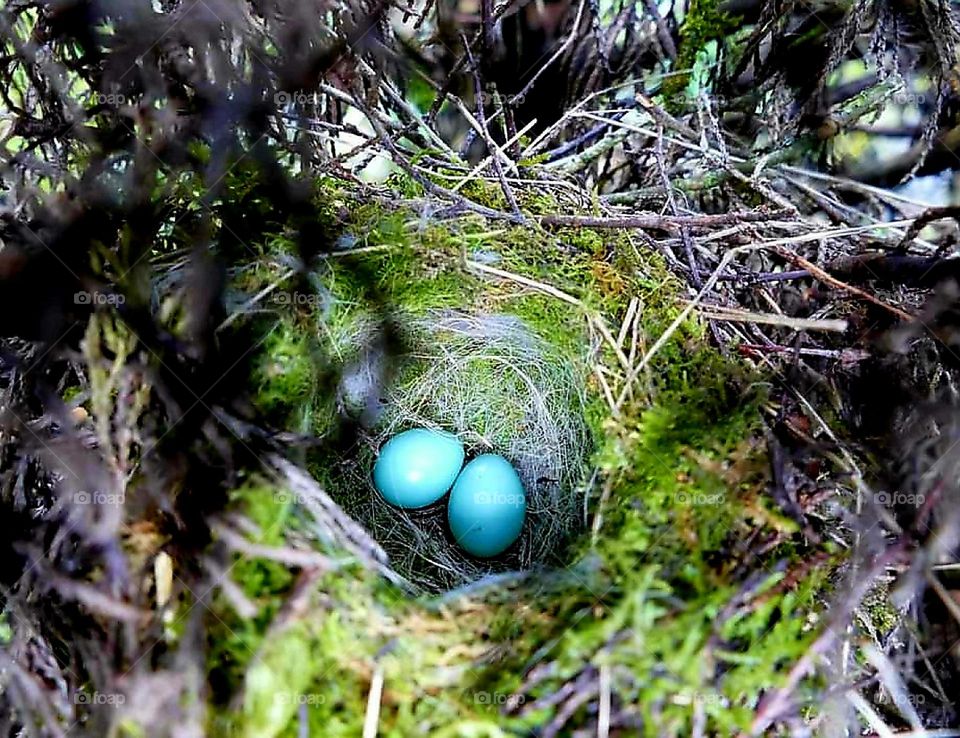 My robin's nest