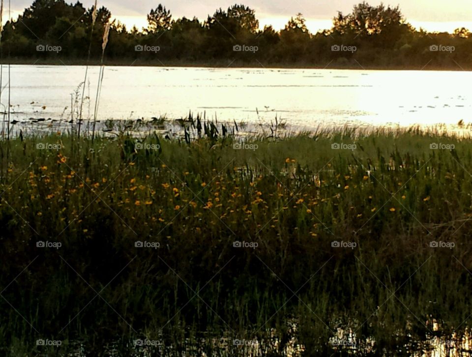 lakelife. wildflowers on lake Geneva