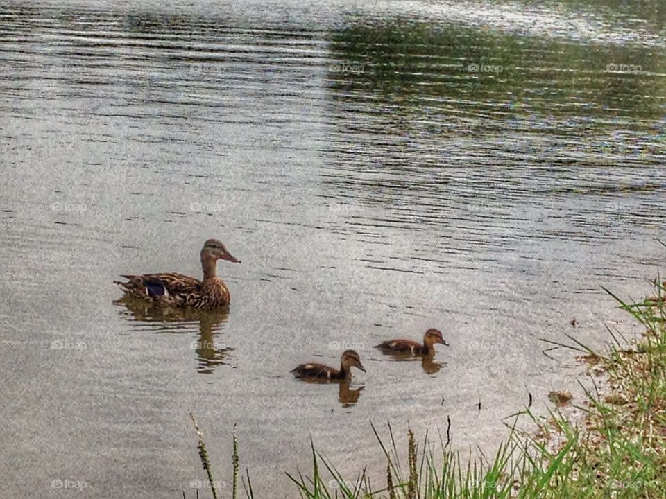 Come back here, you two!. Mama duck swimming after her ducklings 