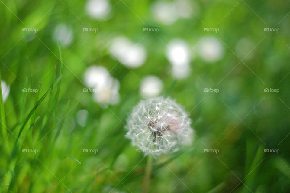 Close-up of a dandelion