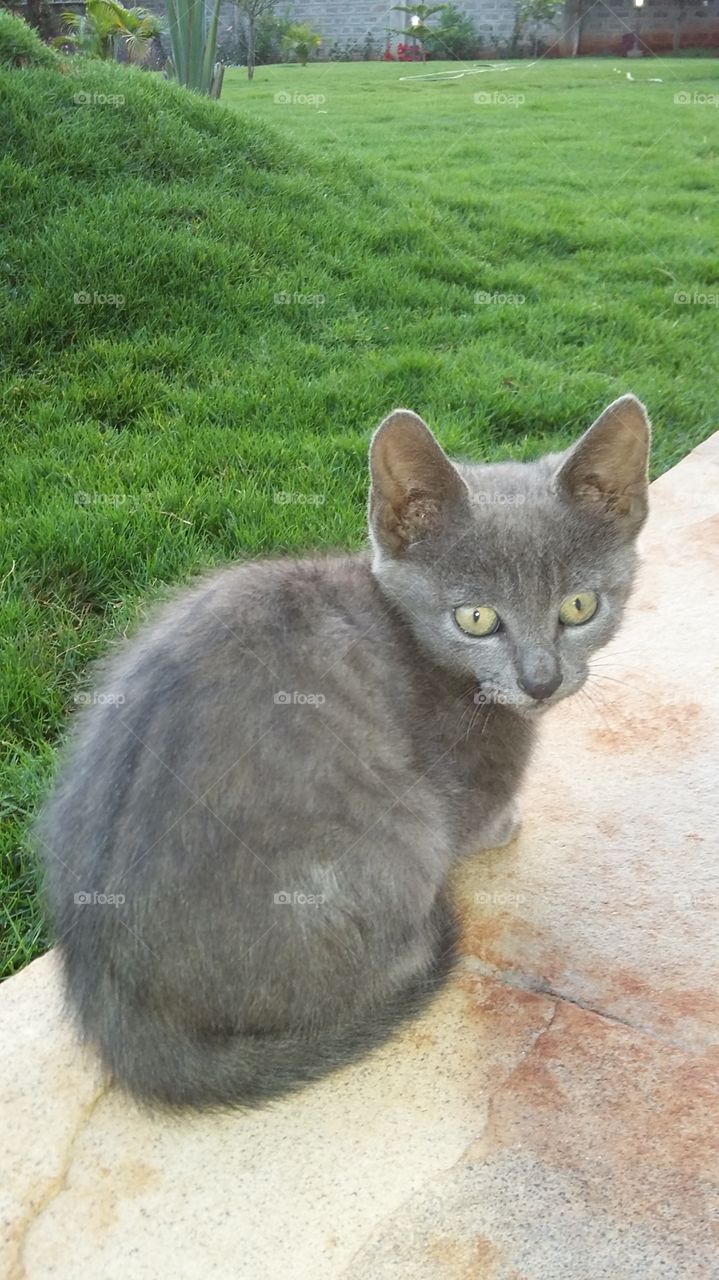 A cute grey cat