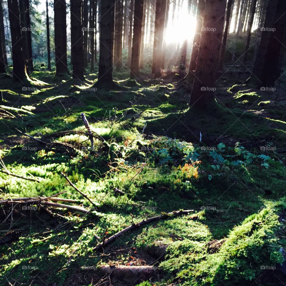 View of forest