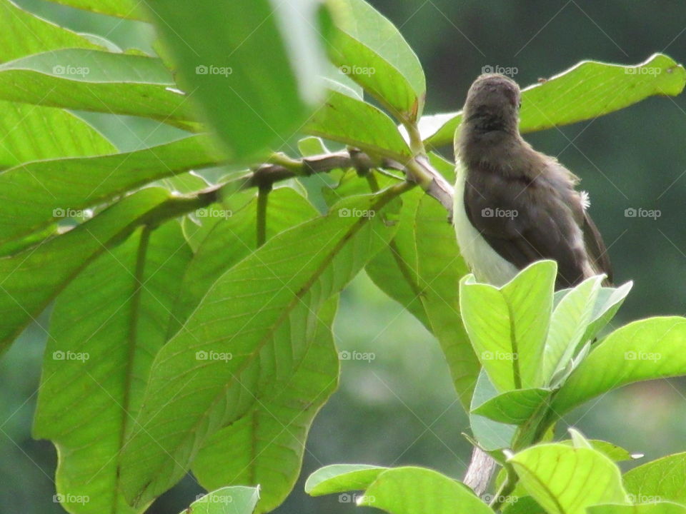 A beautiful bird sitting on a guava tree.