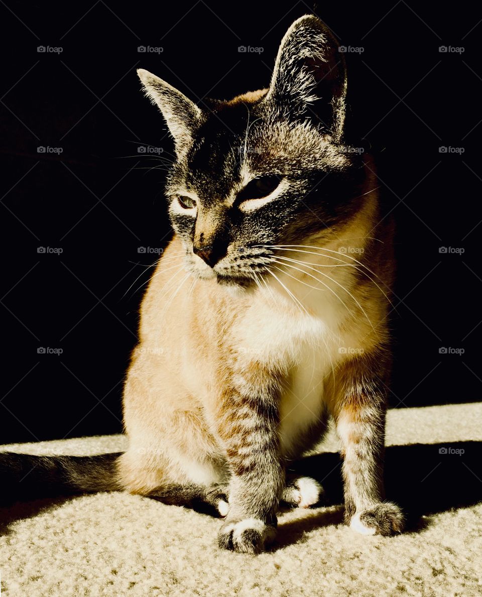 Lynx point Siamese cat in the sun 1