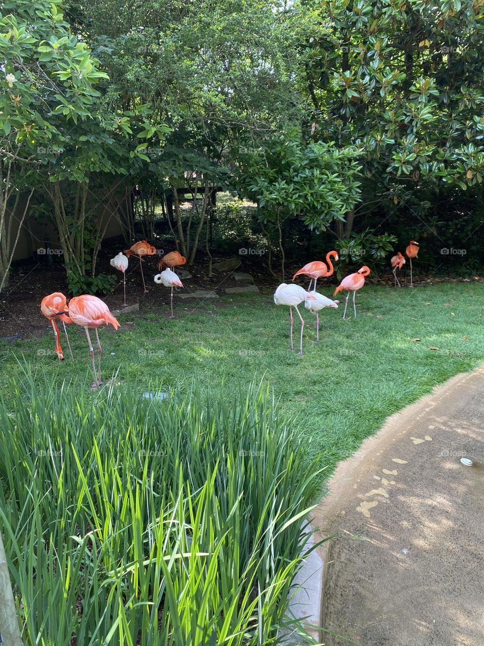 Flamingos at the Nashville zoo