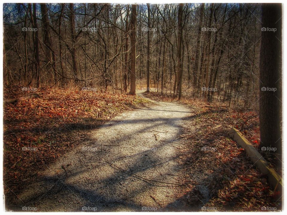 Tree, Nature, Fall, Winter, Landscape