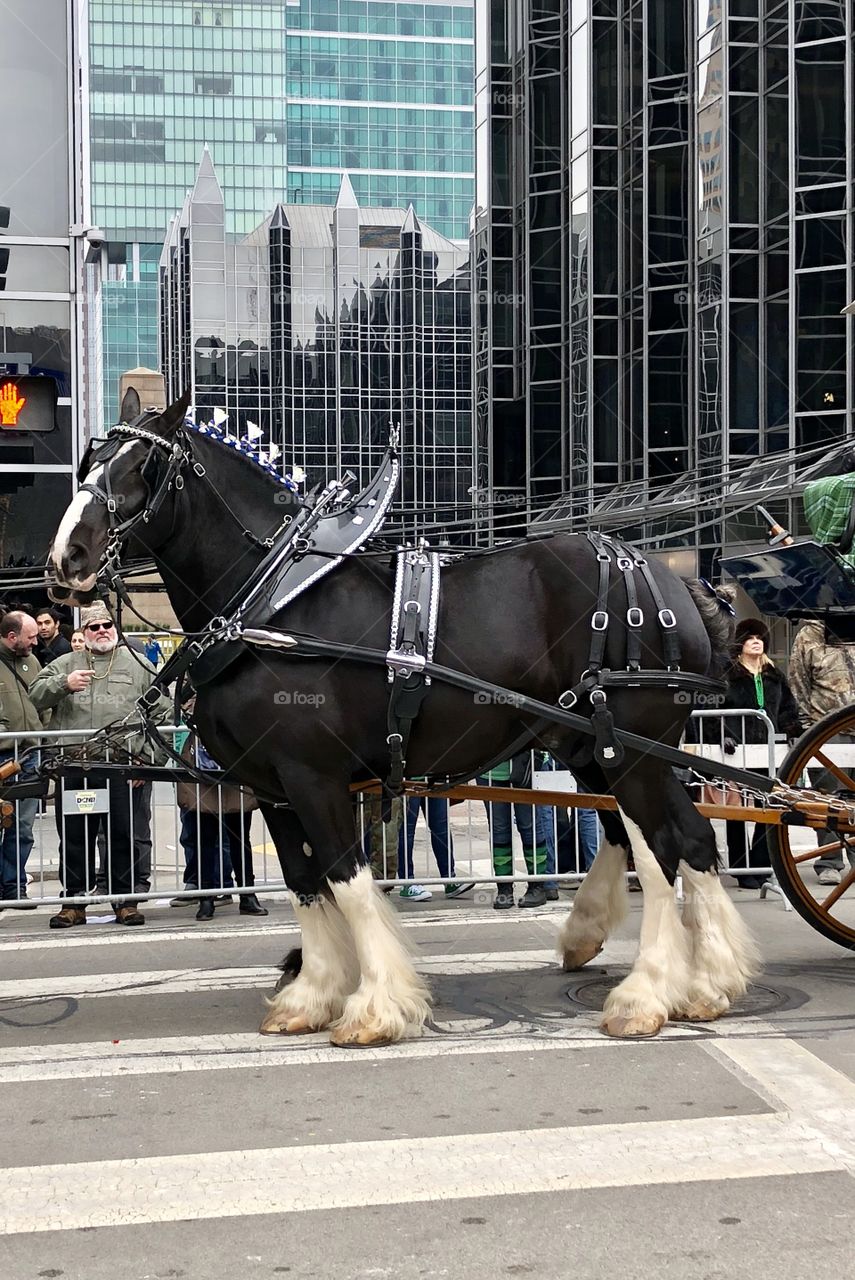 Parade Horse
