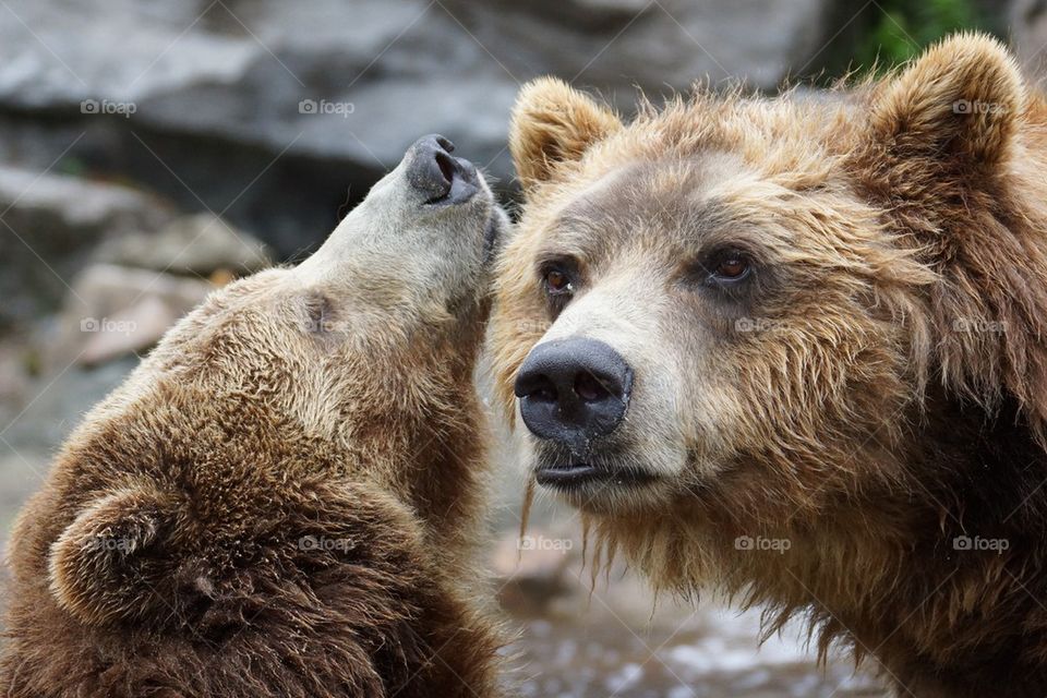 Tendresse entre grizzlis