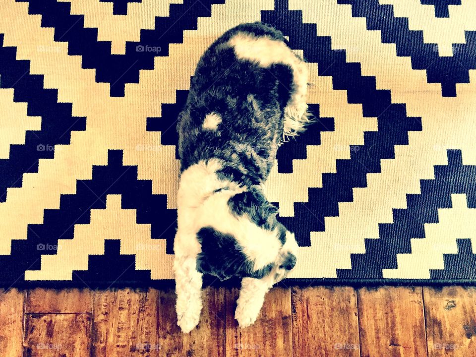 Black and white dog on a black and white rug