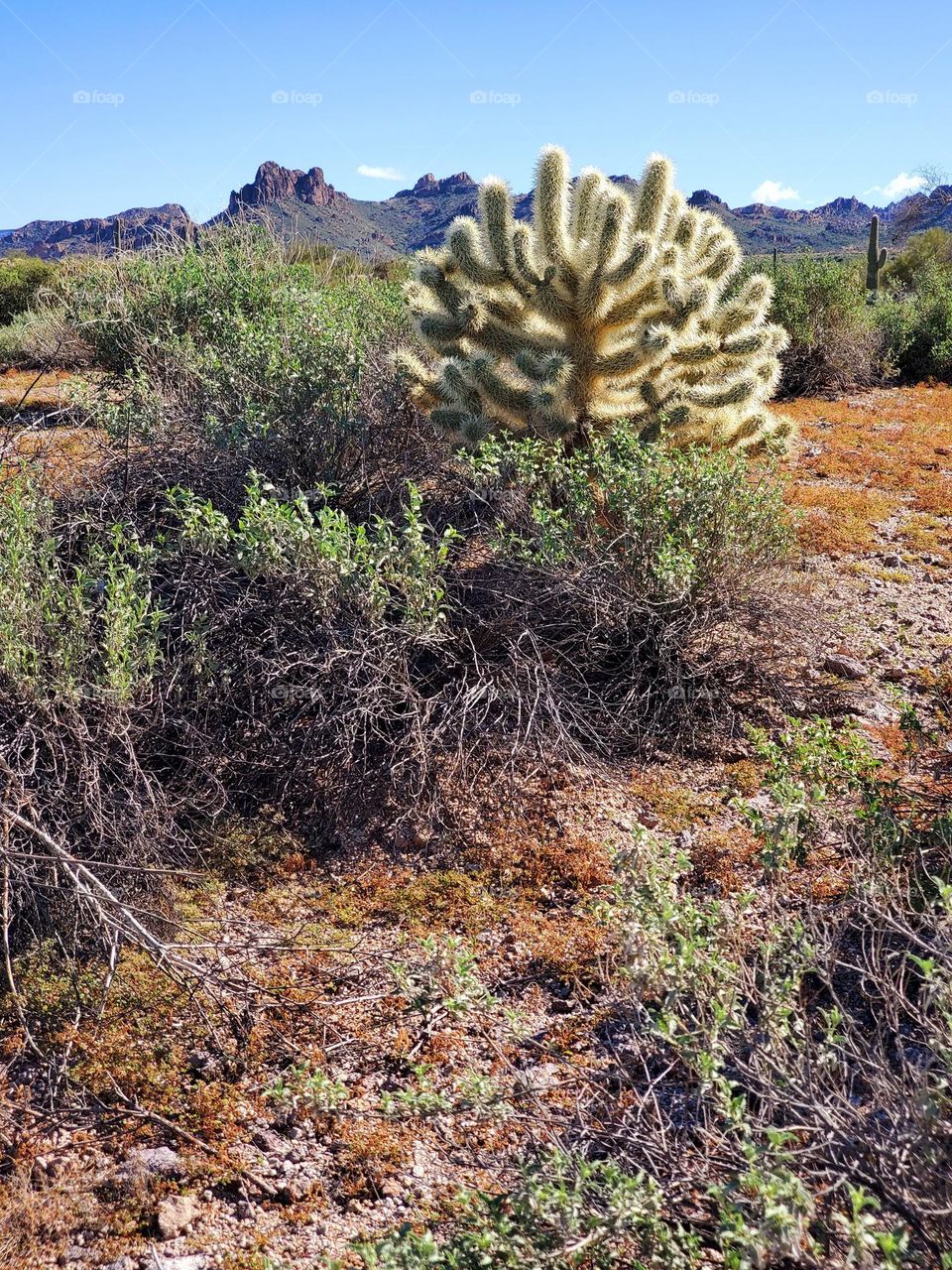 Cholla Cactus in the Desert