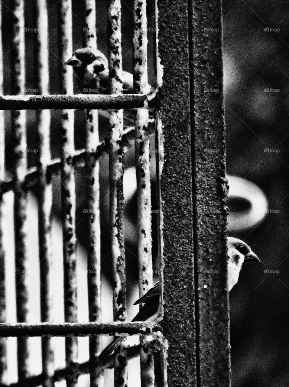 Two sparrow perched on metal gate