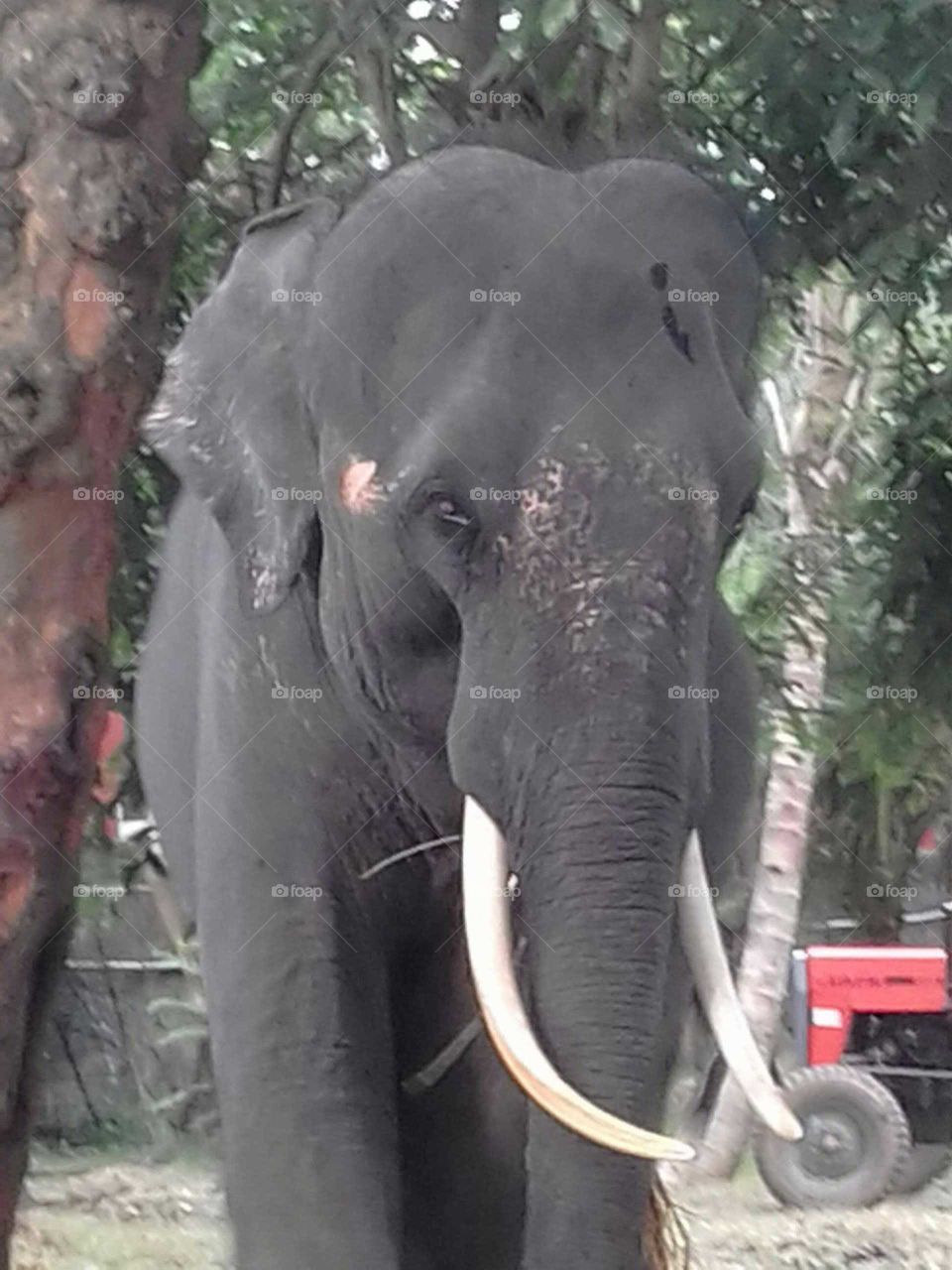 Sri Lankan Elephant..