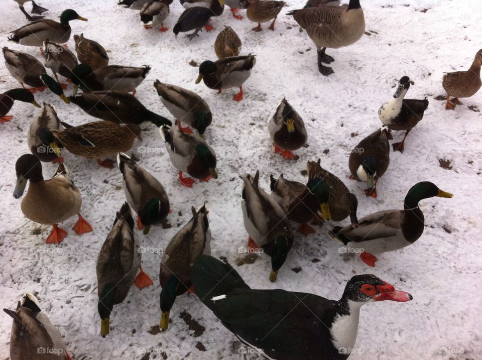 Ducks in the snow