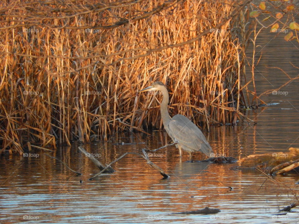 Great Blue Heron at sunset