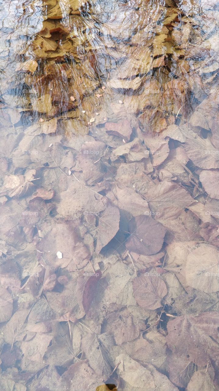 leaves in thé water