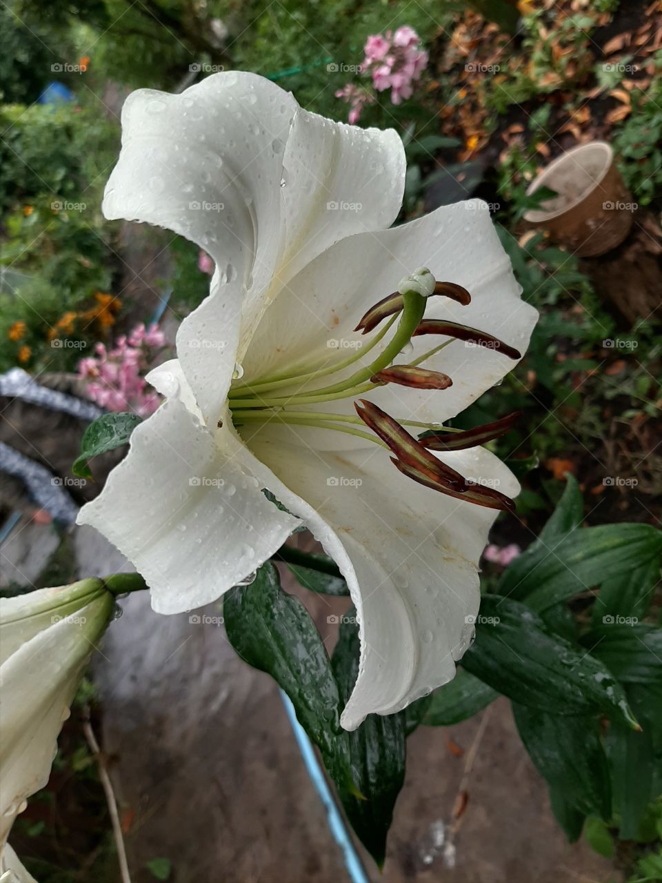 White lily after rain