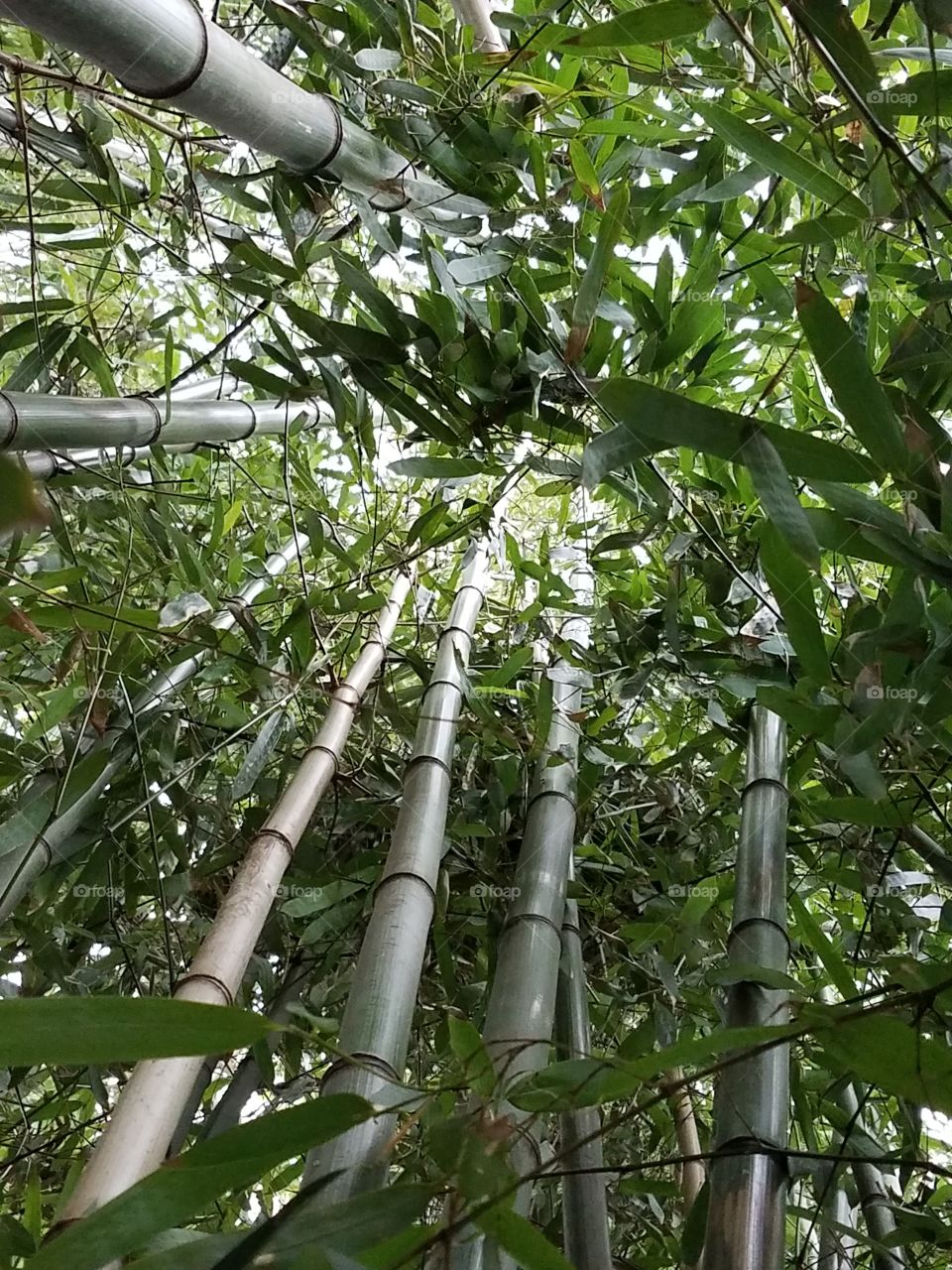 Bamboo High