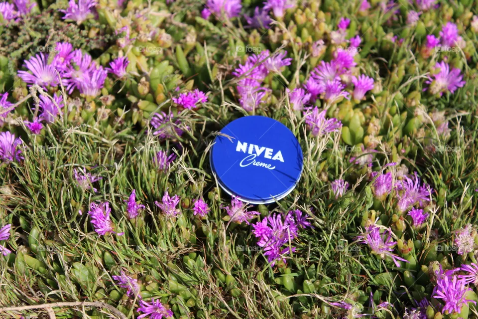 Nivea flowers summer spring 