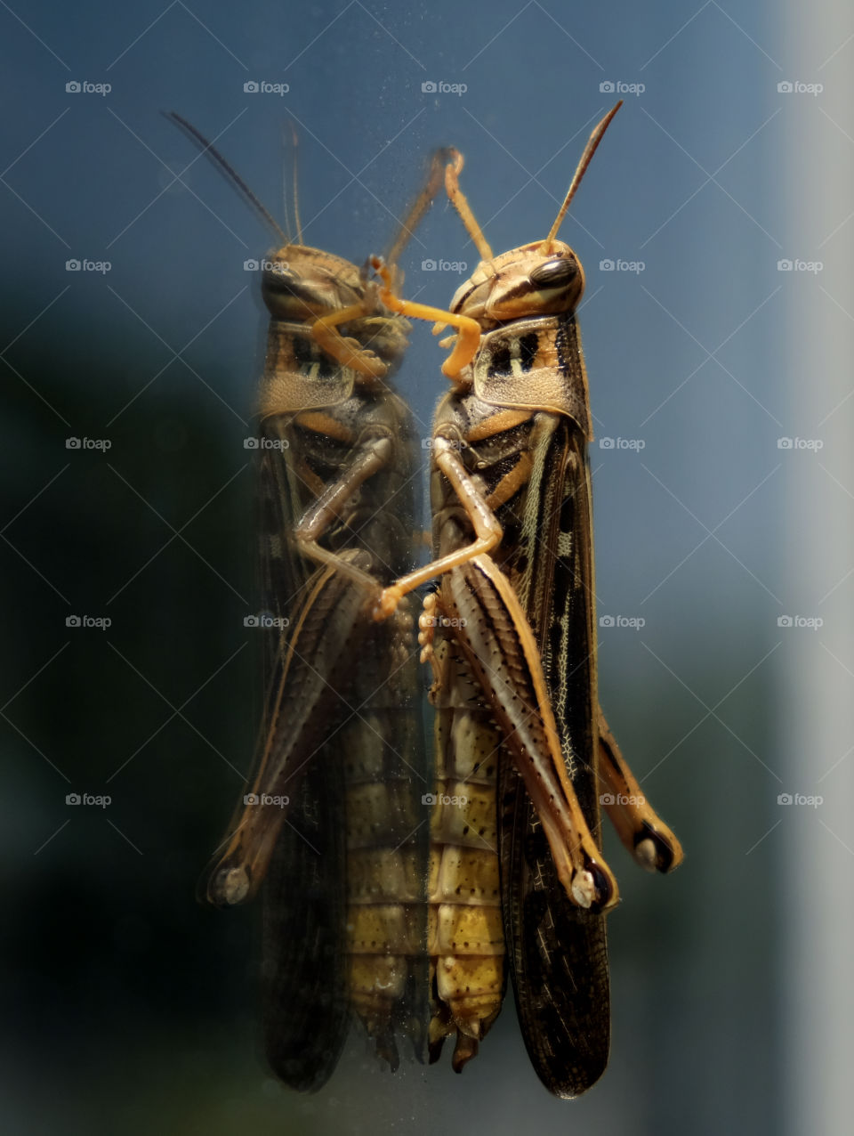 A large birdwing or bird grasshopper peering in a window, with its reflection looking back. Raleigh North Carolina. 