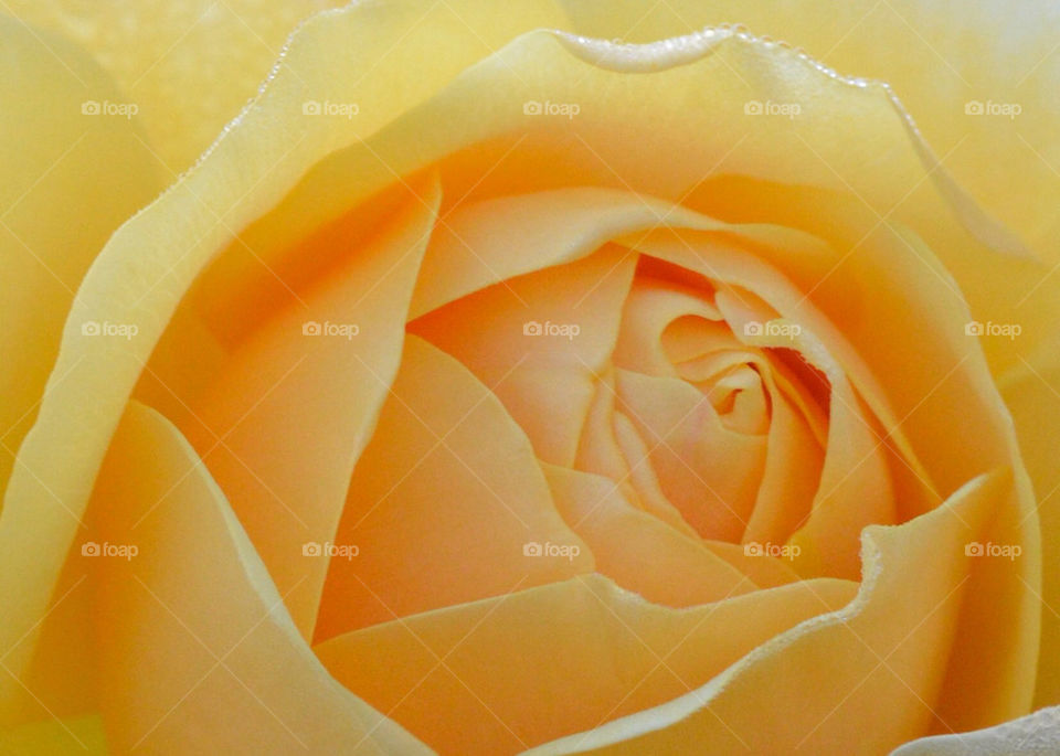 yellow colourful rose colour by gp56
