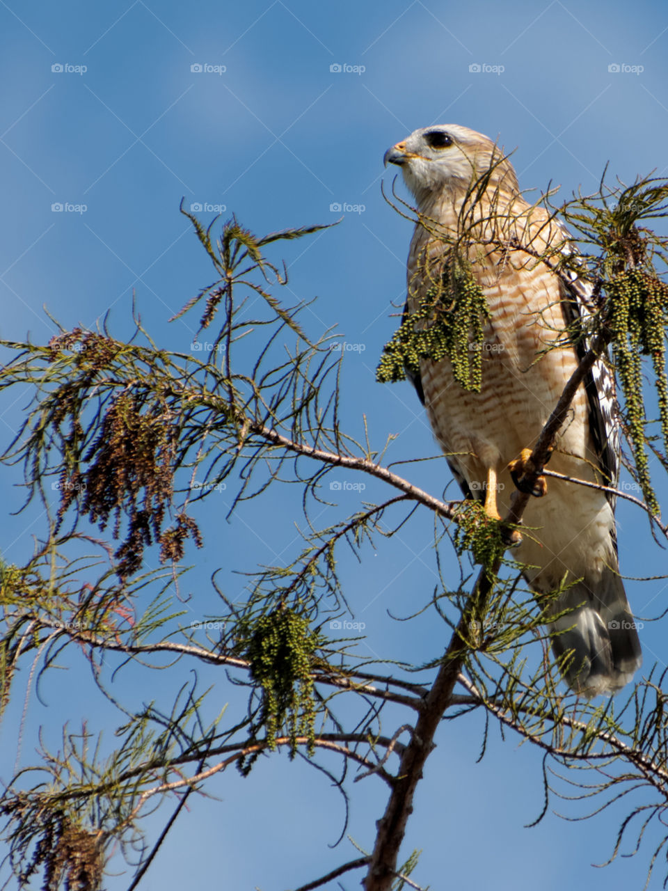 Red Shouldered Hawk. Red Shouldered Hawk on top of tree