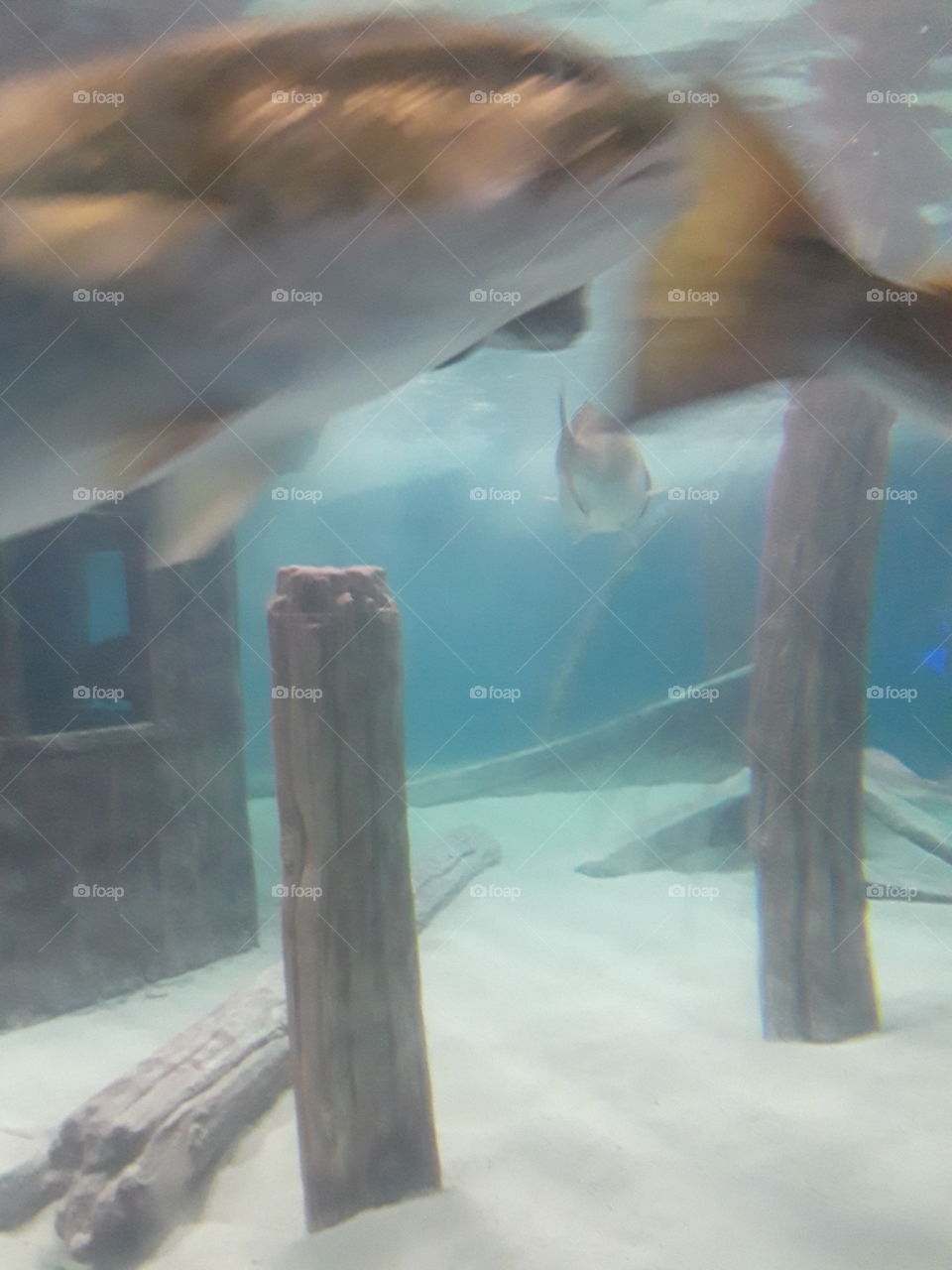 underwater fish aquarium with boat